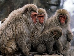 Japanese Snow Monkey